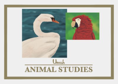 Estudios de animales