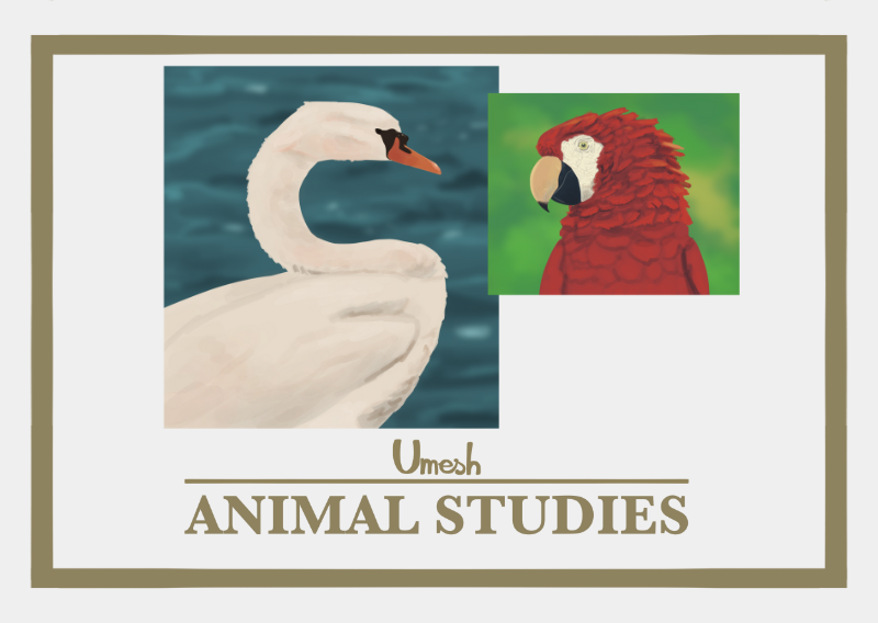 Estudios de animales